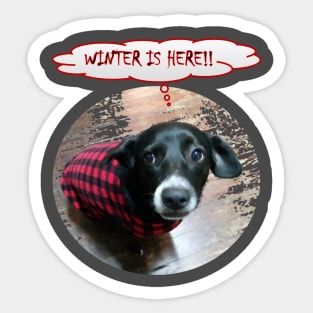 Puppy Winter is Here Sticker